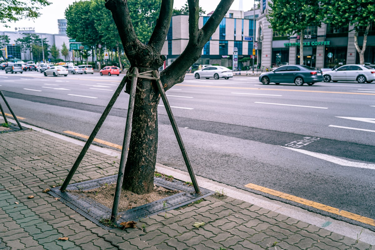🌳 L'origine du calque de plantabilité